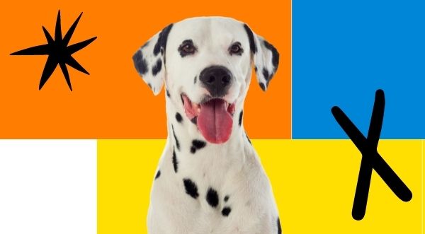 Clínica Veterinaria la barquera y comillas (1)